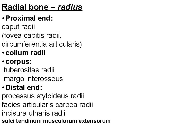 Radial bone – radius • Proximal end: caput radii (fovea capitis radii, circumferentia articularis)