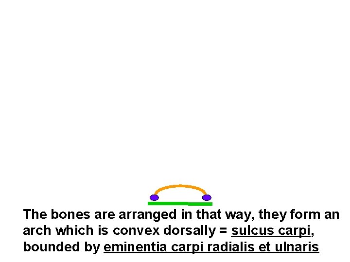 The bones are arranged in that way, they form an arch which is convex