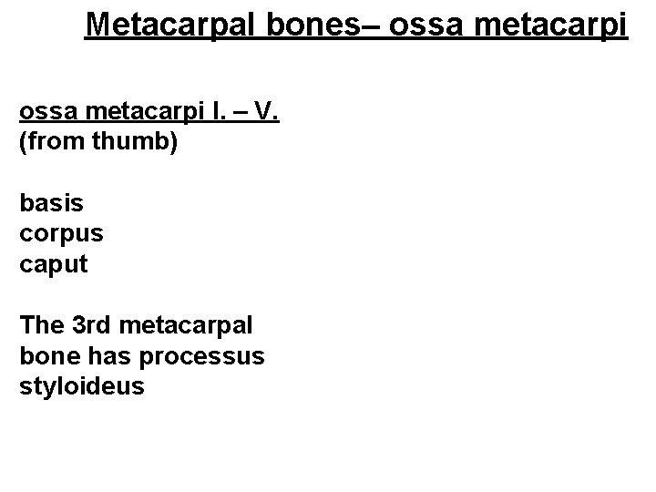 Metacarpal bones– ossa metacarpi I. – V. (from thumb) basis corpus caput The 3