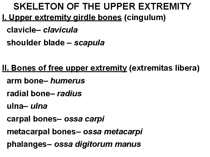 SKELETON OF THE UPPER EXTREMITY I. Upper extremity girdle bones (cingulum) clavicle– clavicula shoulder