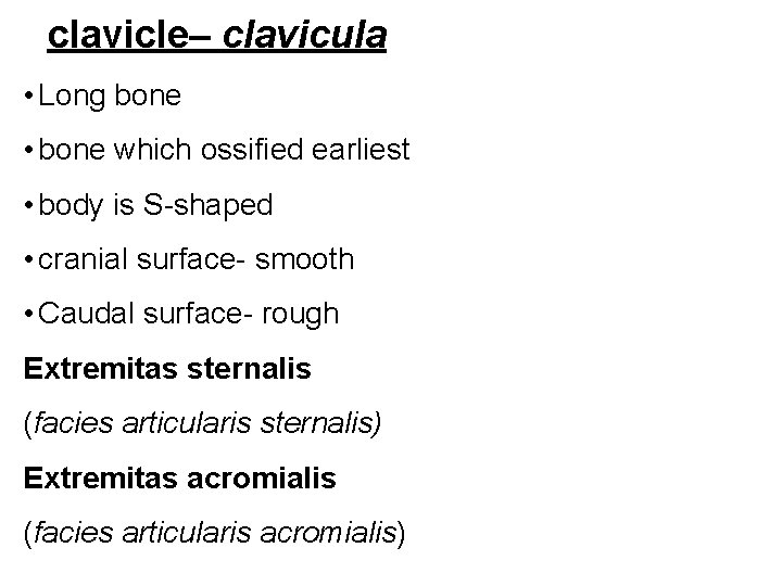 clavicle– clavicula • Long bone • bone which ossified earliest • body is S-shaped