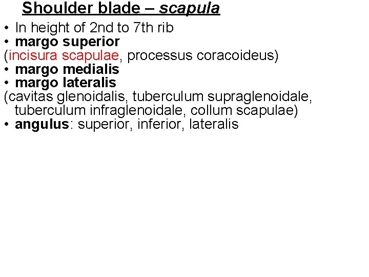 Shoulder blade – scapula • In height of 2 nd to 7 th rib