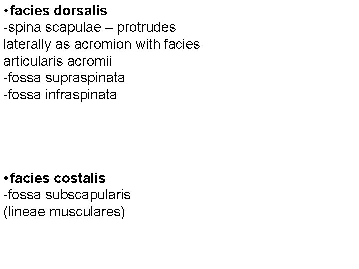  • facies dorsalis -spina scapulae – protrudes laterally as acromion with facies articularis