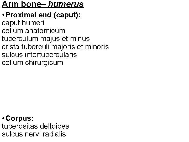 Arm bone– humerus • Proximal end (caput): caput humeri collum anatomicum tuberculum majus et