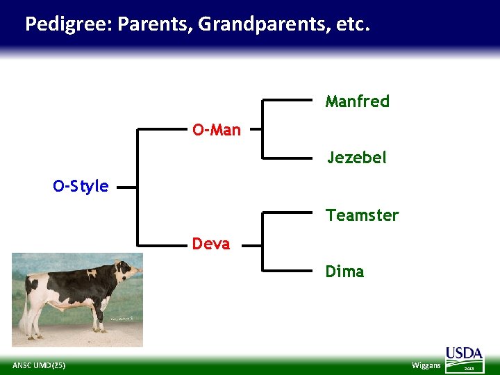 Pedigree: Parents, Grandparents, etc. Manfred O-Man Jezebel O-Style Teamster Deva Dima ANSC UMD(25) Wiggans