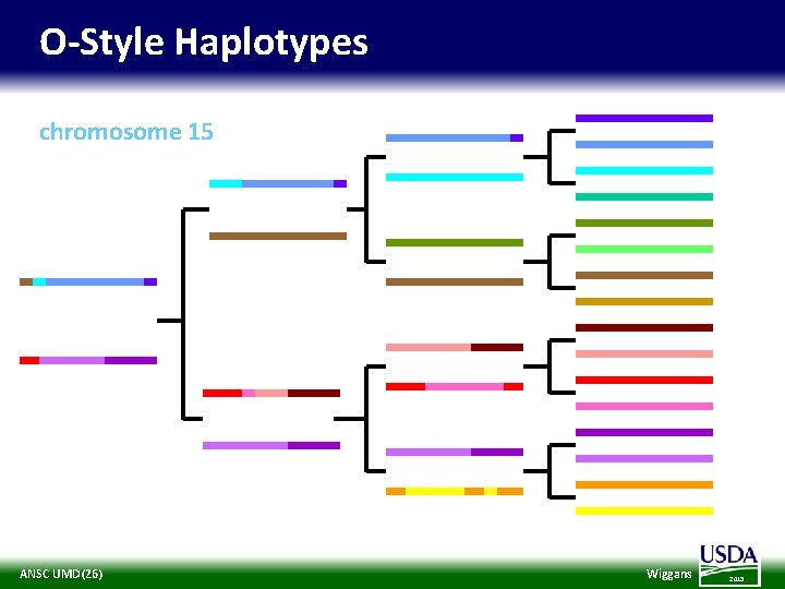 O-Style Haplotypes chromosome 15 ANSC UMD(26) Wiggans 2013 
