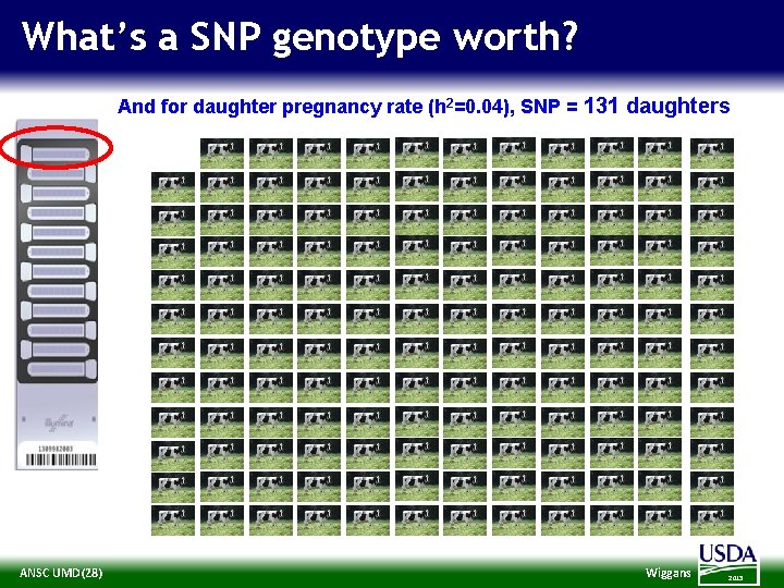 What’s a SNP genotype worth? And for daughter pregnancy rate (h 2=0. 04), SNP