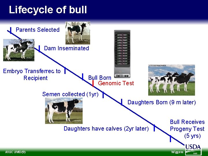 Lifecycle of bull Parents Selected Dam Inseminated Embryo Transferred to Recipient Bull Born Genomic