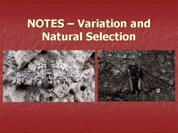 NOTES – Variation and Natural Selection 