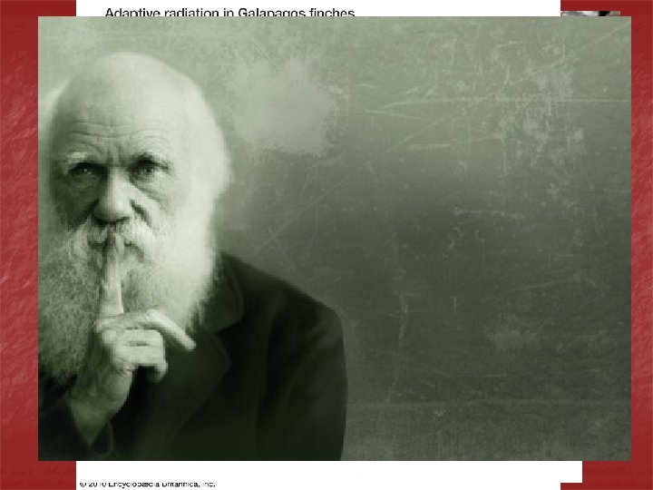 Darwin’s Observations n Galapagos Islands Similar species existed on different islands with slightly altered