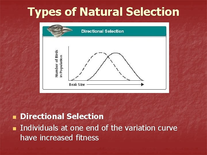 Types of Natural Selection n n Directional Selection Individuals at one end of the