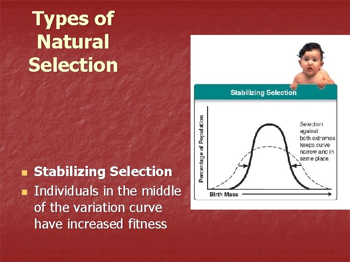 Types of Natural Selection n n Stabilizing Selection Individuals in the middle of the