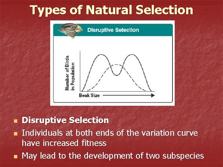 Types of Natural Selection n Disruptive Selection Individuals at both ends of the variation