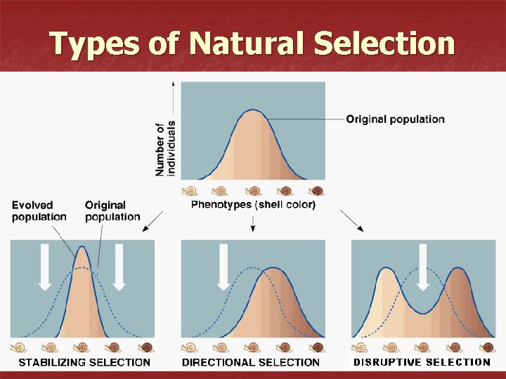 Types of Natural Selection 