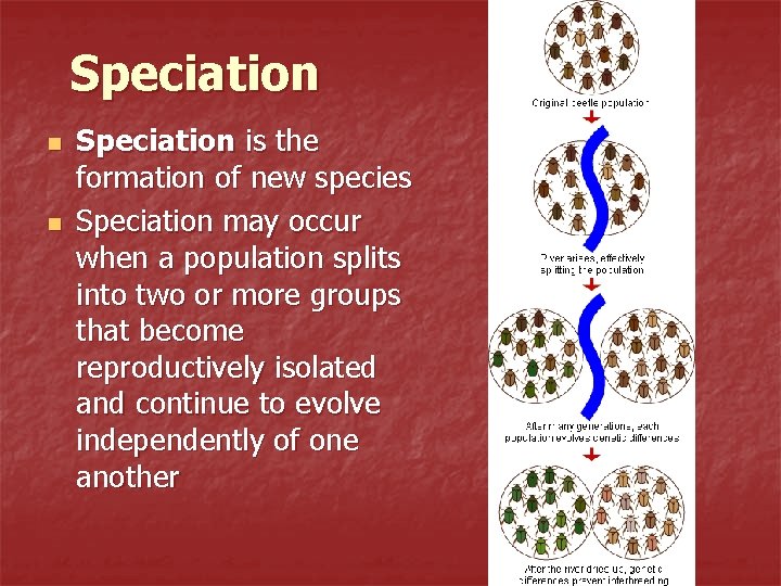 Speciation n n Speciation is the formation of new species Speciation may occur when