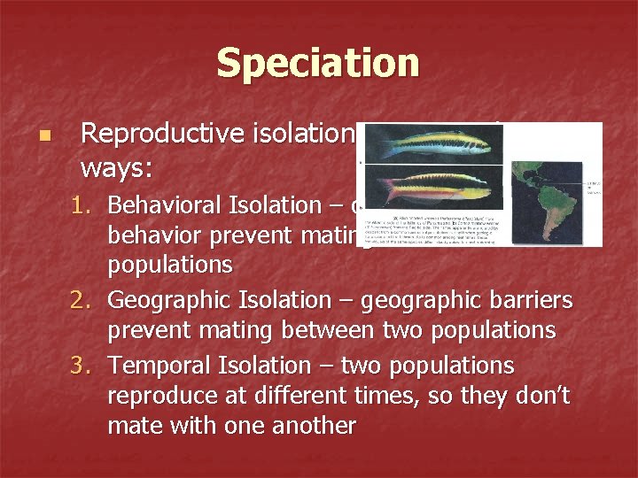 Speciation n Reproductive isolation occurs in three ways: 1. Behavioral Isolation – differences in