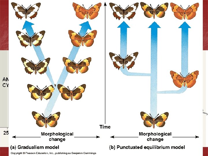 Patterns of Evolution n n Adaptive Radiation – one species, or a small group