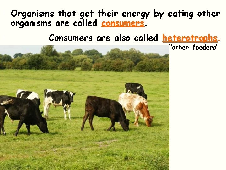  • Organisms that get their energy by eating other organisms are called consumers