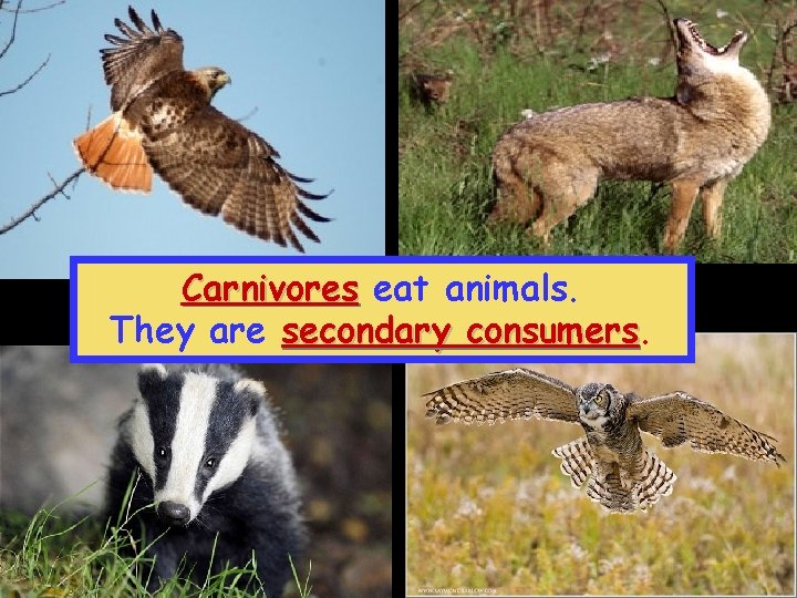 Carnivores eat animals. They are secondary consumers 