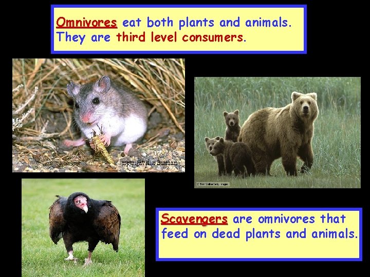 Omnivores eat both plants and animals. They are third level consumers. Scavengers are omnivores