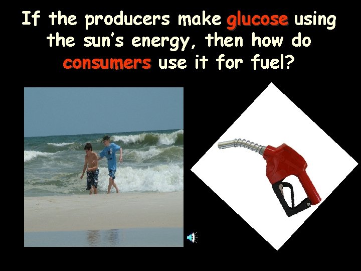 If the producers make glucose using the sun’s energy, then how do consumers use