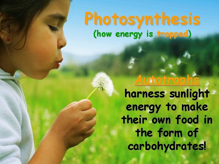 Photosynthesis (how energy is trapped) Autotrophs harness sunlight energy to make their own food