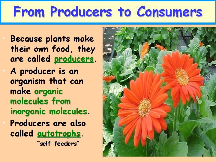 From Producers to Consumers • Because plants make their own food, they are called