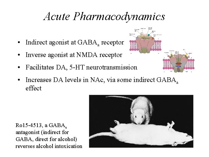 Acute Pharmacodynamics • Indirect agonist at GABAa receptor • Inverse agonist at NMDA receptor