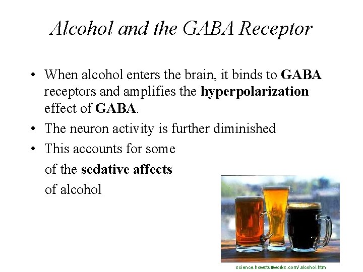 Alcohol and the GABA Receptor • When alcohol enters the brain, it binds to