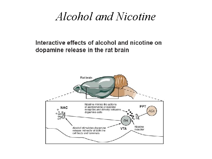 Alcohol and Nicotine 