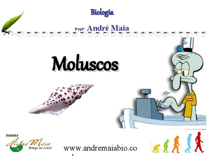 Biologia Profº André Maia Moluscos www. andremaiabio. co 