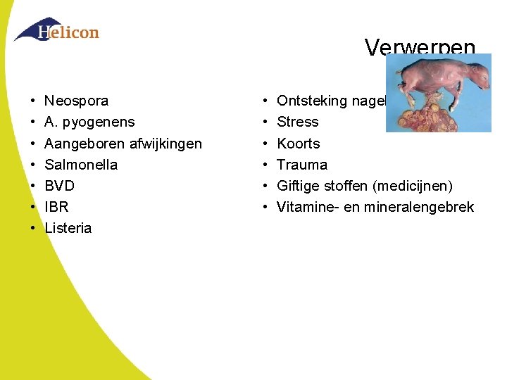 Verwerpen • • Neospora A. pyogenens Aangeboren afwijkingen Salmonella BVD IBR Listeria • •