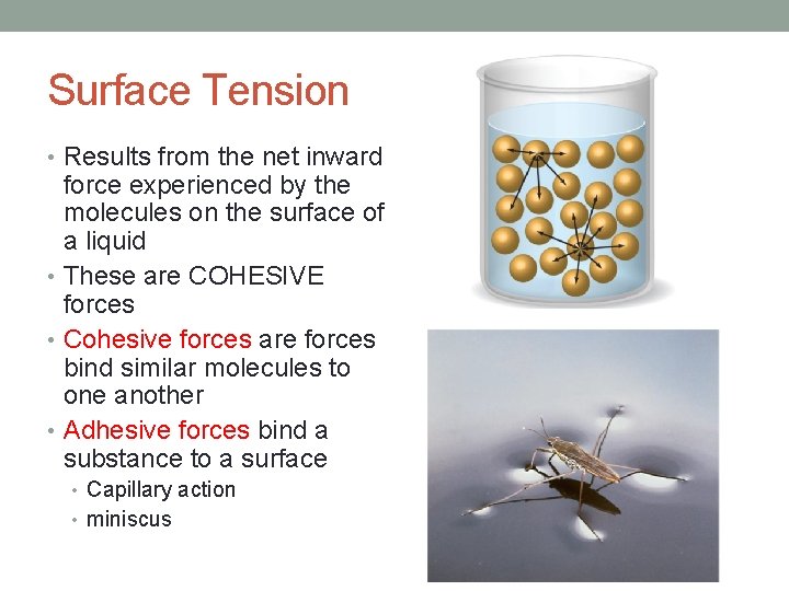 Surface Tension • Results from the net inward force experienced by the molecules on Surface Tension • Results from the net inward force experienced by the molecules on