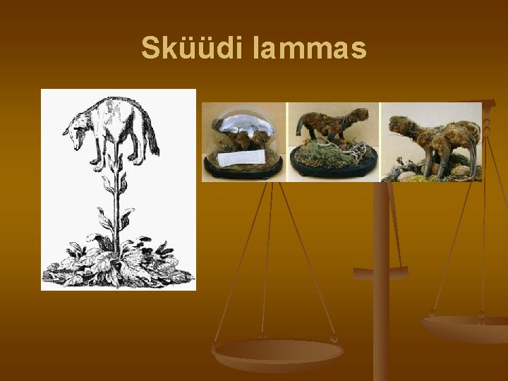 Sküüdi lammas Sküüdi lammas