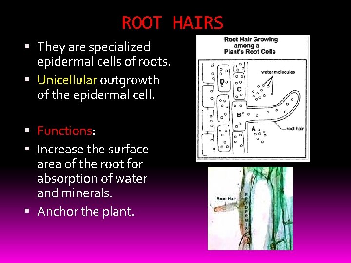 ROOT HAIRS They are specialized epidermal cells of roots. Unicellular outgrowth of the epidermal