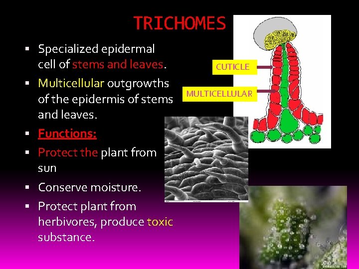 TRICHOMES Specialized epidermal cell of stems and leaves. Multicellular outgrowths of the epidermis of