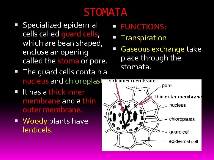 STOMATA Specialized epidermal FUNCTIONS: cells called guard cells, Transpiration which are bean shaped, Gaseous