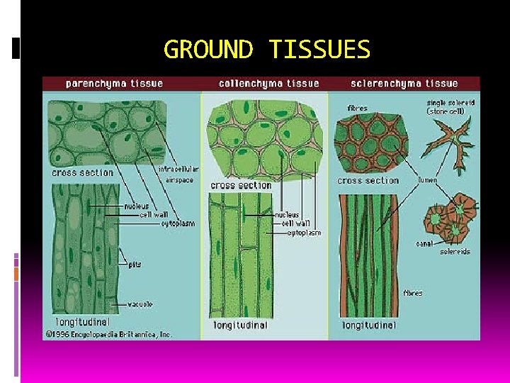 GROUND TISSUES 