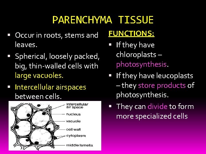 PARENCHYMA TISSUE Occur in roots, stems and FUNCTIONS: leaves. If they have chloroplasts –