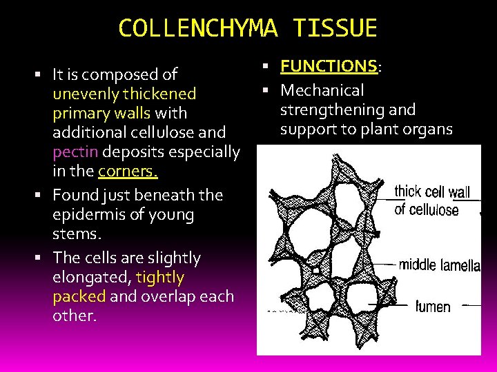 COLLENCHYMA TISSUE It is composed of unevenly thickened primary walls with additional cellulose and