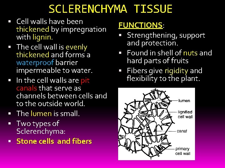 SCLERENCHYMA TISSUE Cell walls have been thickened by impregnation with lignin. The cell wall