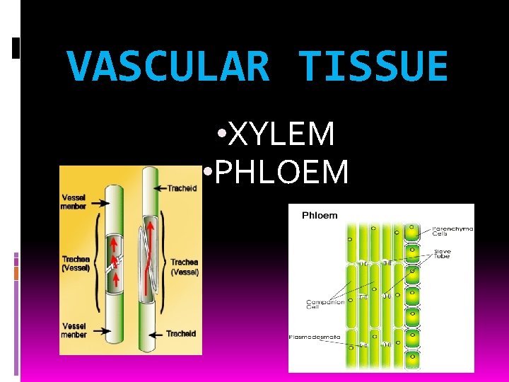 VASCULAR TISSUE • XYLEM • PHLOEM 