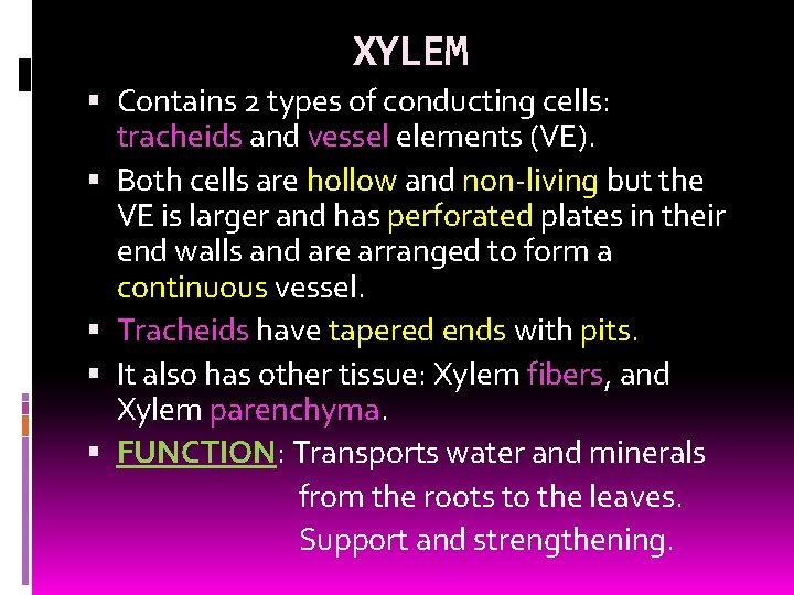 XYLEM Contains 2 types of conducting cells: tracheids and vessel elements (VE). Both cells