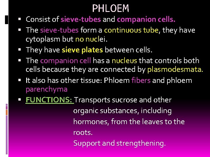 PHLOEM Consist of sieve-tubes and companion cells. The sieve-tubes form a continuous tube, they