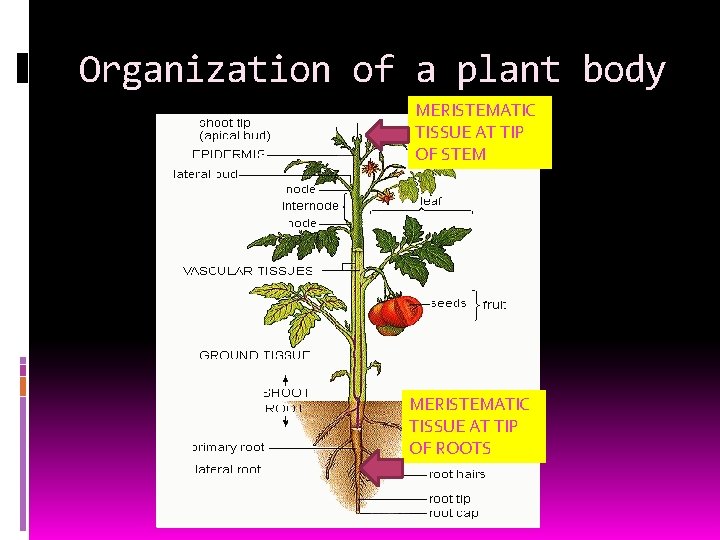 Organization of a plant body MERISTEMATIC TISSUE AT TIP OF STEM MERISTEMATIC TISSUE AT