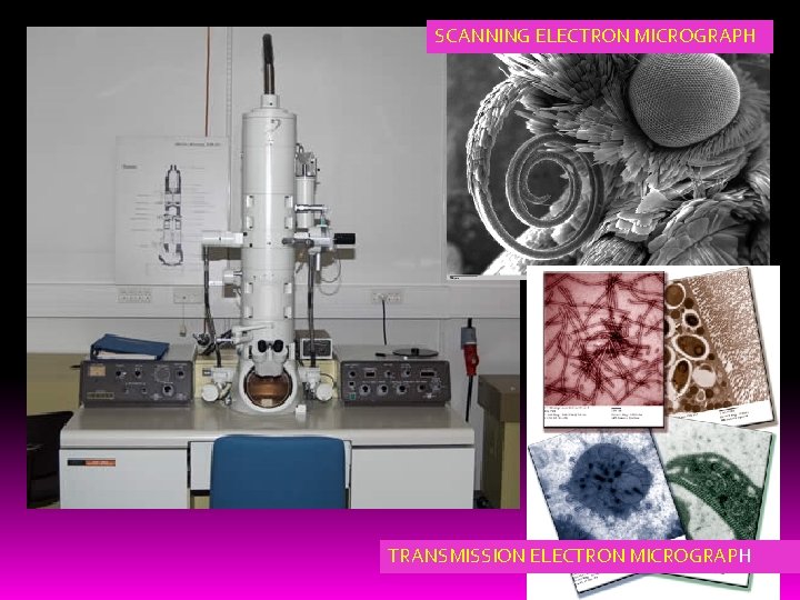 SCANNING ELECTRON MICROGRAPH TRANSMISSION ELECTRON MICROGRAPH 