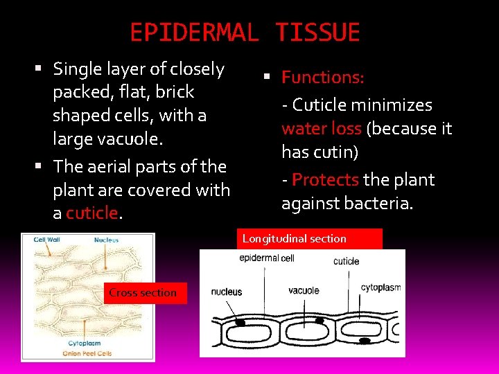 EPIDERMAL TISSUE Single layer of closely packed, flat, brick shaped cells, with a large