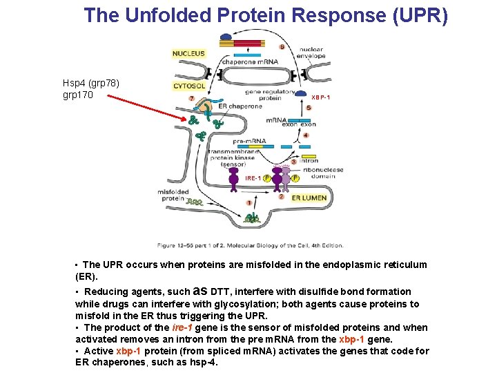 The Unfolded Protein Response (UPR) Hsp 4 (grp 78) grp 170 XBP-1 IRE-1 • The Unfolded Protein Response (UPR) Hsp 4 (grp 78) grp 170 XBP-1 IRE-1 •