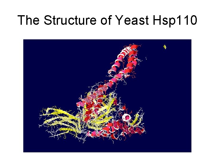 The Structure of Yeast Hsp 110 The Structure of Yeast Hsp 110