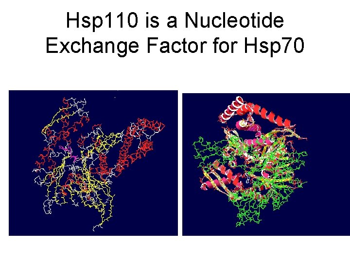 Hsp 110 is a Nucleotide Exchange Factor for Hsp 70 Hsp 110 is a Nucleotide Exchange Factor for Hsp 70